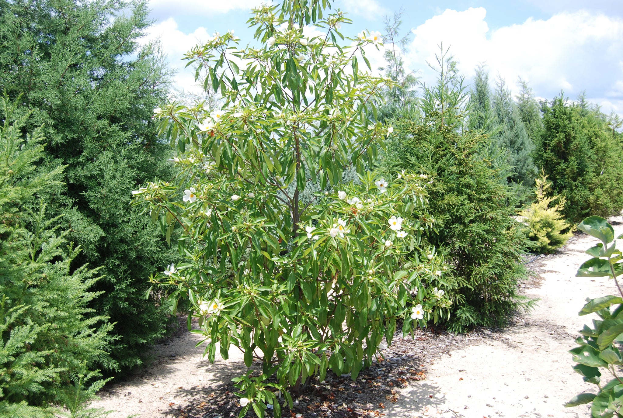'Sweet Tea' (x Gordlinia grandiflora)